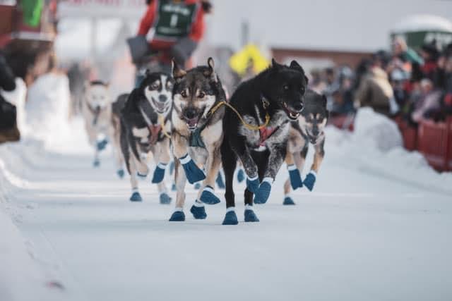 Mountain Voices | Are Alaskan Huskies a Vulnerable Species? Climate Impacts on Sled Dog Teams