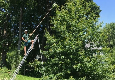 Tree Talk | The Iconic American Chestnut - Field Trip and Workshop