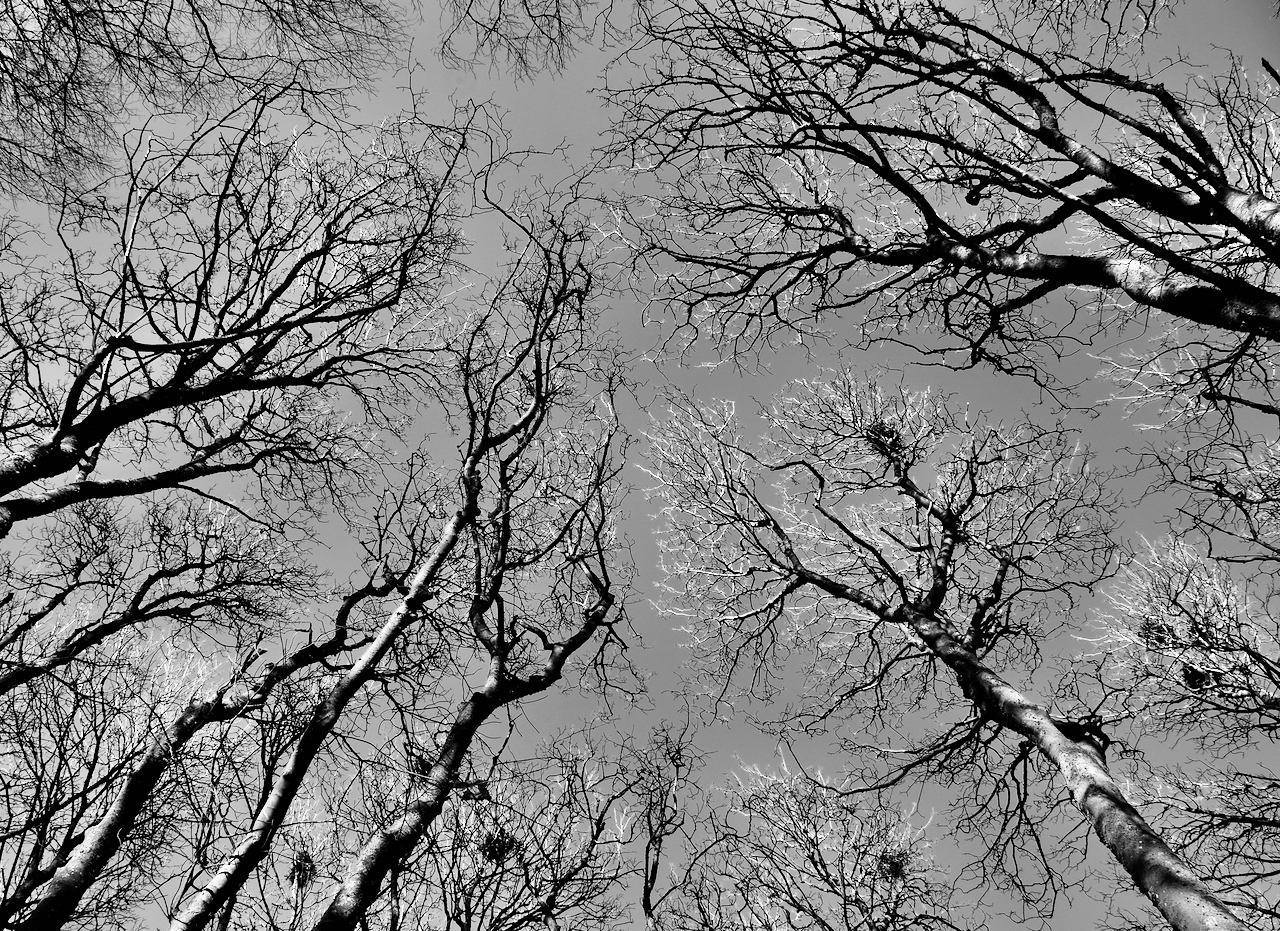 Tree Talk | elm is me and I am elm: human-nature entanglements and the story of the wych elm with Ian Grosz