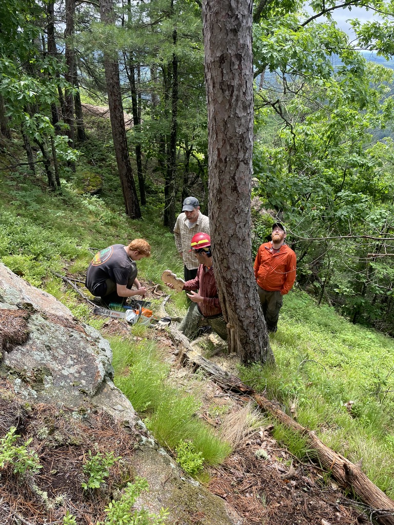 Tree Talk | Arboreal Observers: Exploring New Hampshire’s Environmental History Through Trees with Simon Pendleton