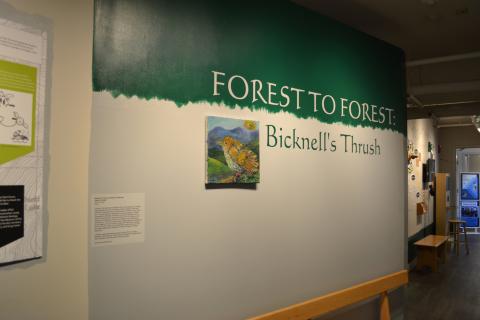 Bicknell's Thrush Exhibition in Main Gallery