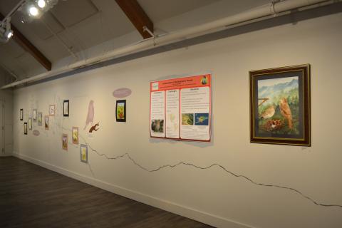 Bicknell's Thrush Exhibition in Main Gallery