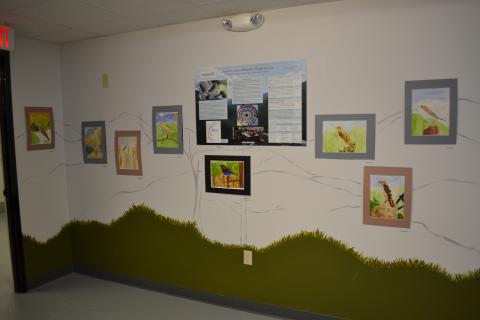 Bicknell's Thrush Exhibition in Main Gallery