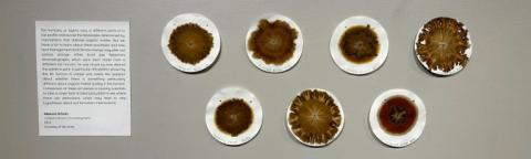 Hubbard Brook Chromographs, 2022