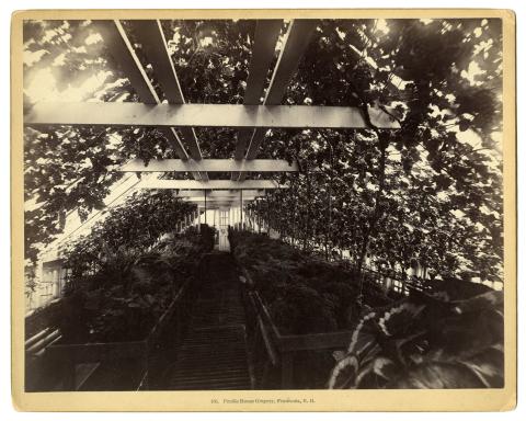 Profile House grapery, undated.