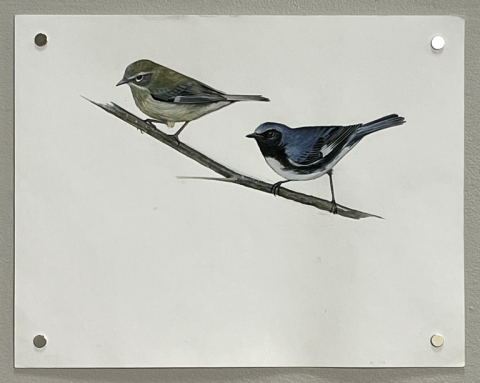 Raisa-warblers-768x613-raisa-kochmaruk