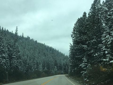 Through the Pines, Highway 93, Montana