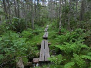 Plank bridges on Mount Hale’s Lend-a-Hand Trail