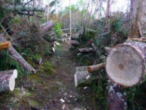 A path cleared by Wonalancet Out Door Club volunteers through a massive blowdown on the Kate Sleeper Trail.
