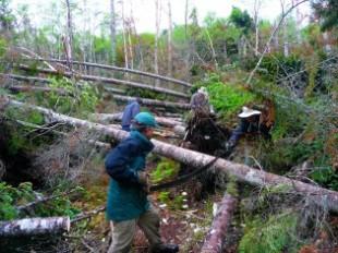 Wonalancet Out Door Club volunteers clearing hurricane blowdowns on the Kate Sleeper Trail in the Sandwich Range Wilderness.