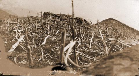  a dead forest after a 1903 Fire at Zealand