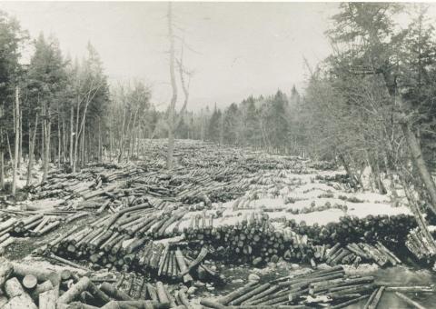 Mad River Log Drive, thousands of logs