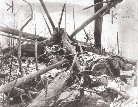 Forest destruction 25 years after a fire