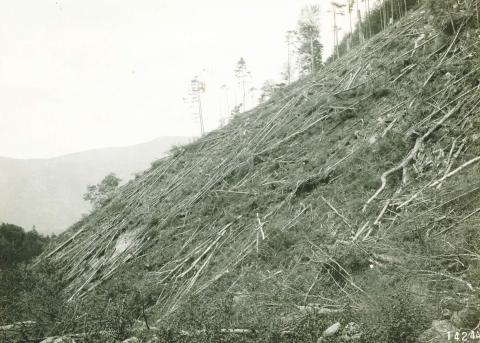 Clear cut mountainside above Profile House