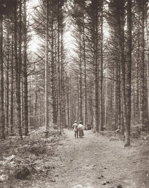 People Walking Through Tall Pines in the early 1900s