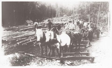 J.E. Henry & Sons log teams and horses at a log landing on the East Branch & Lincoln Railroad, 1895