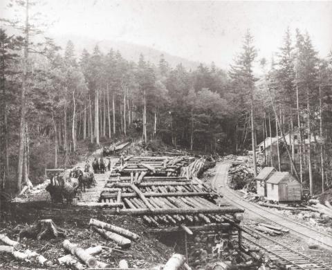 Skidway at No.12, Lincoln Horse teams brought the logs to the roadway while the scaler measured the logs as they waited. The logs could then be loaded onto cars and brought out by train. Camp No. 12 of J.E. Henry & Sons is to the right. September 1903. 