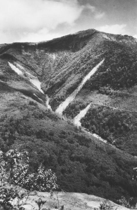 Mt. Lincoln mountain foliage destruction