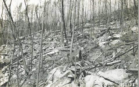 Paugus Valley, Albany burned area of forest