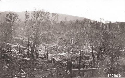 Rocky Branch cutover area clearcut after fire