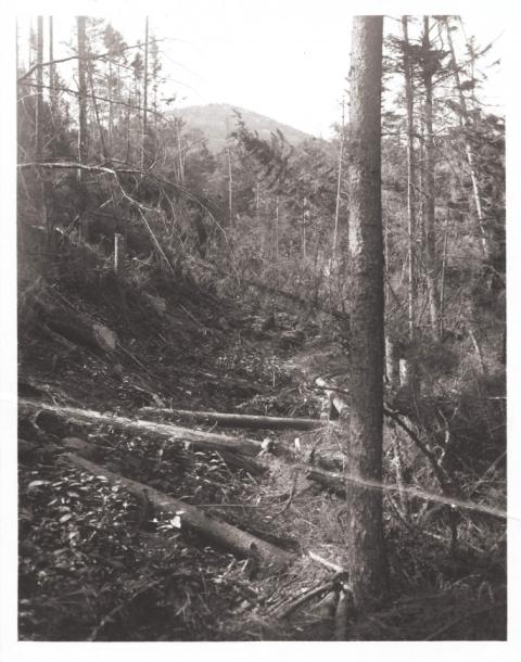 Destroyed trees on top of Potash Mountain from Logging Road—September 19, 1917