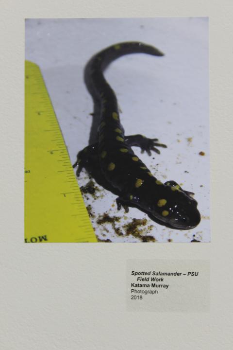 vernal pool and more