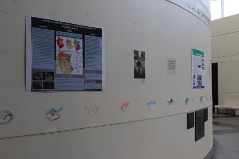 vernal pool blue heron