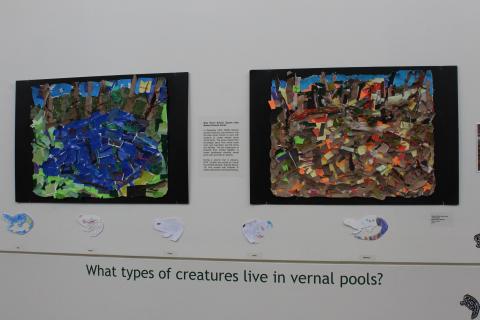 vernal pool blue heron