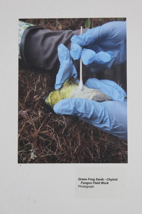 vernal pool local action