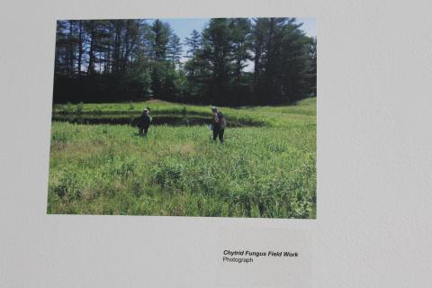 vernal pool local action