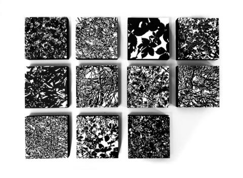 forest floor studies