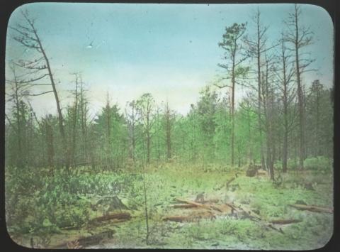 Lantern slide showing forest devestation