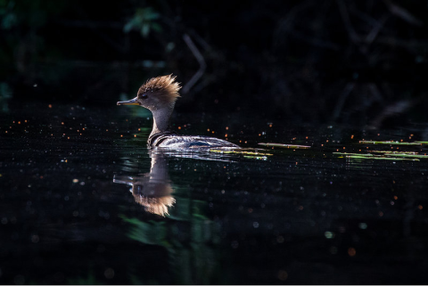sunrise merganser