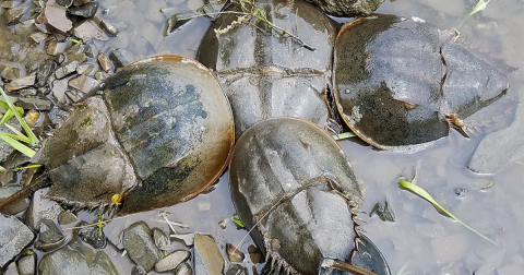 horseshoe crabs