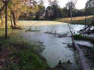 a stagnant pond in Newmarket NH impacted by sceptic pollutants